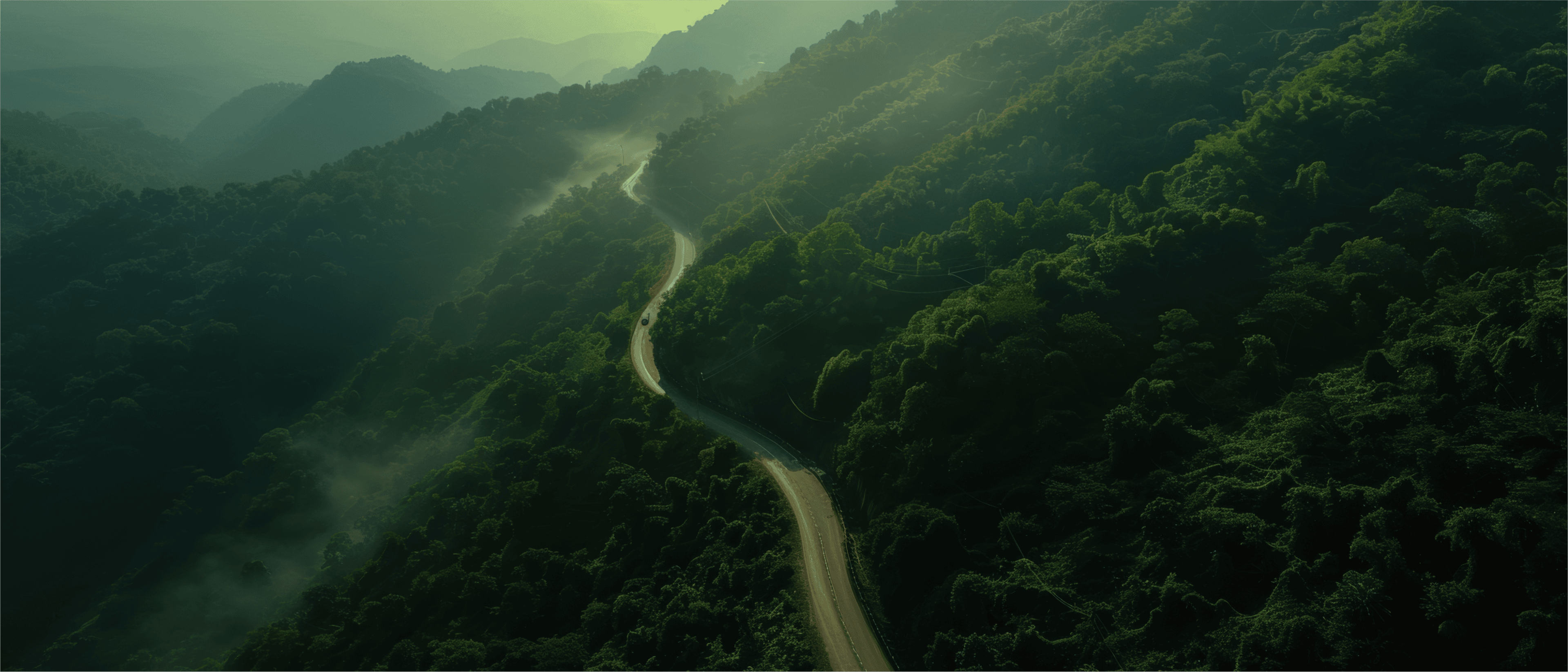 forest